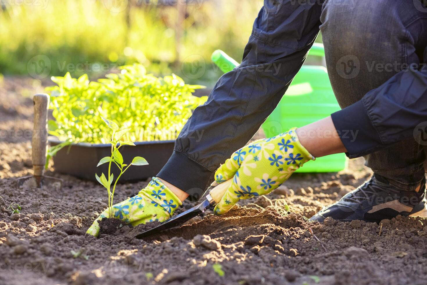 femmina contadino mani piantare per suolo piantina nel il verdura giardino foto