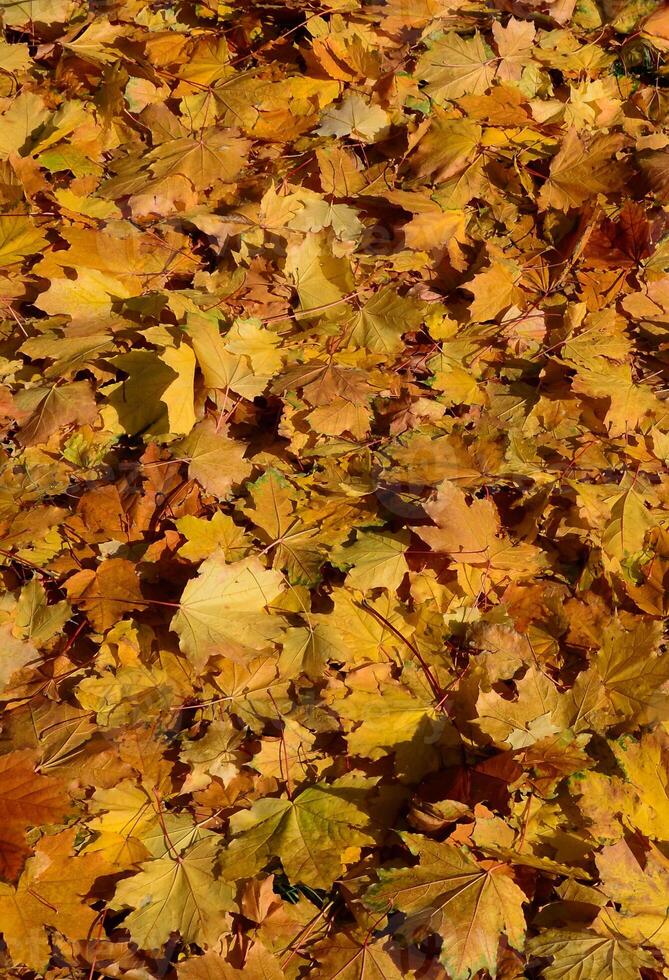 immagine di sfondo colorato di foglie autunnali cadute perfette per l'uso stagionale foto
