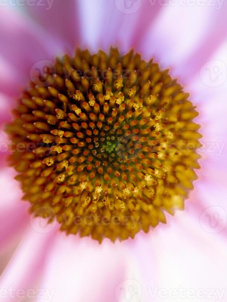 il viola coneflower foto