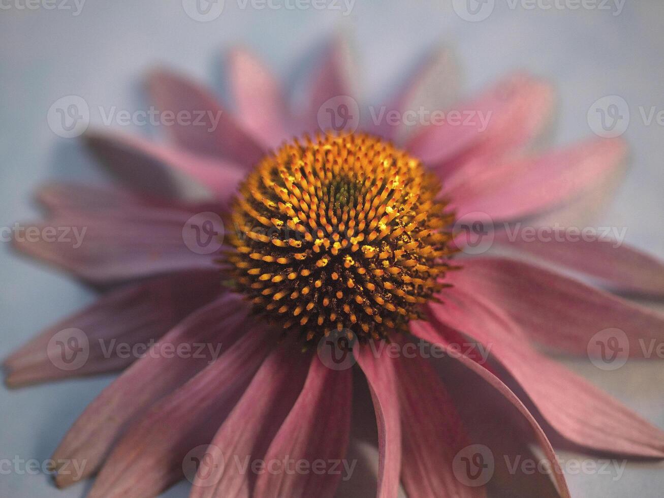 il viola coneflower foto