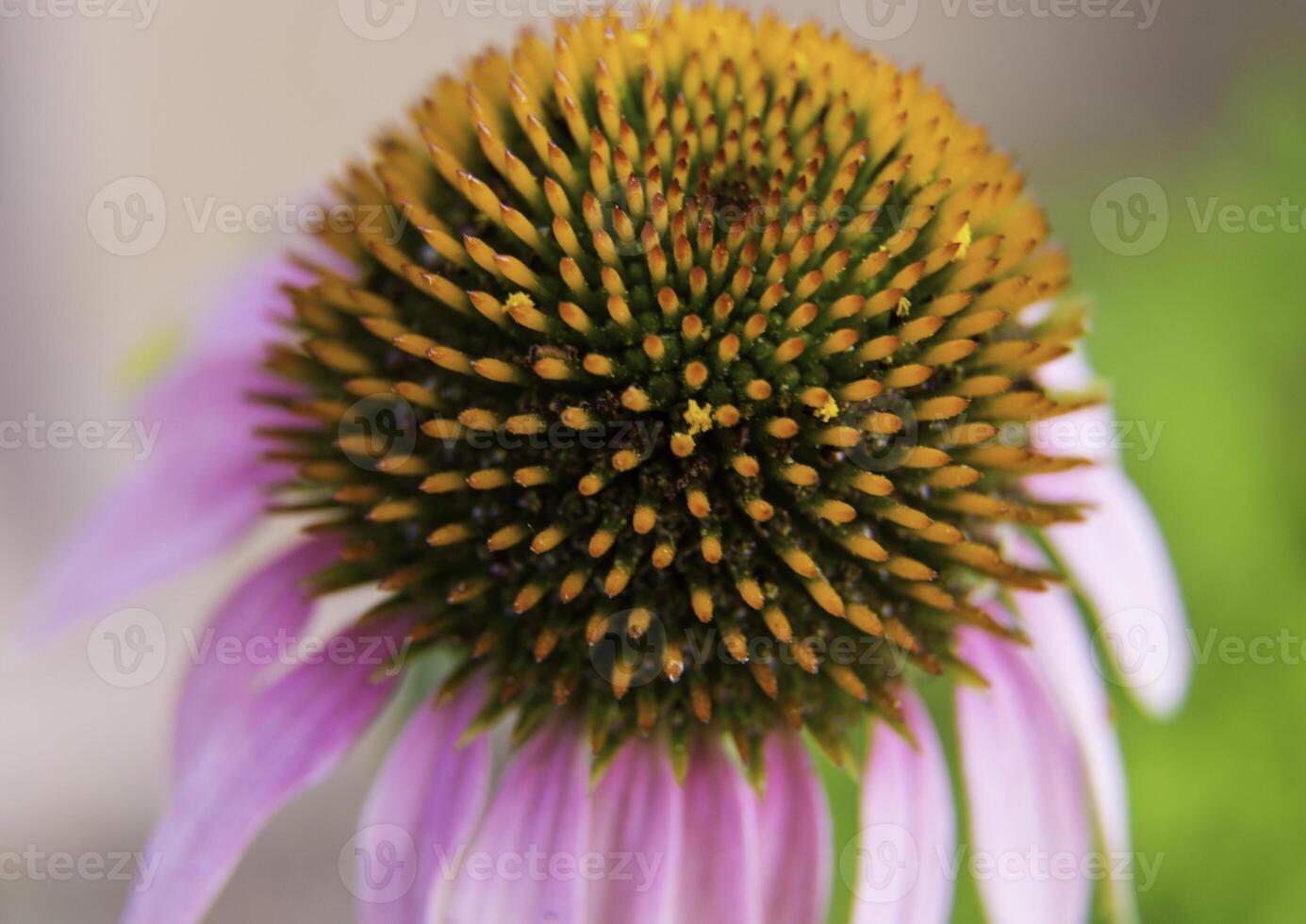 viola coneflower avvicinamento foto