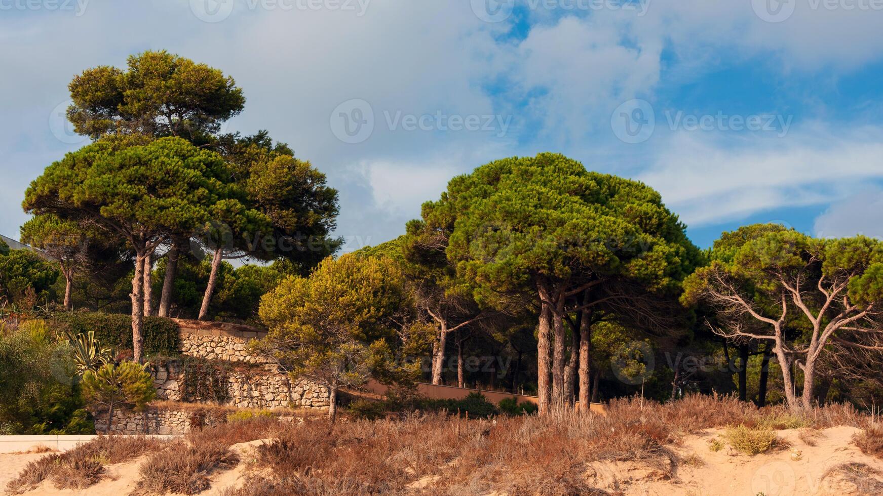 pino alberi su il costa di costa brava, catalogna, Spagna foto