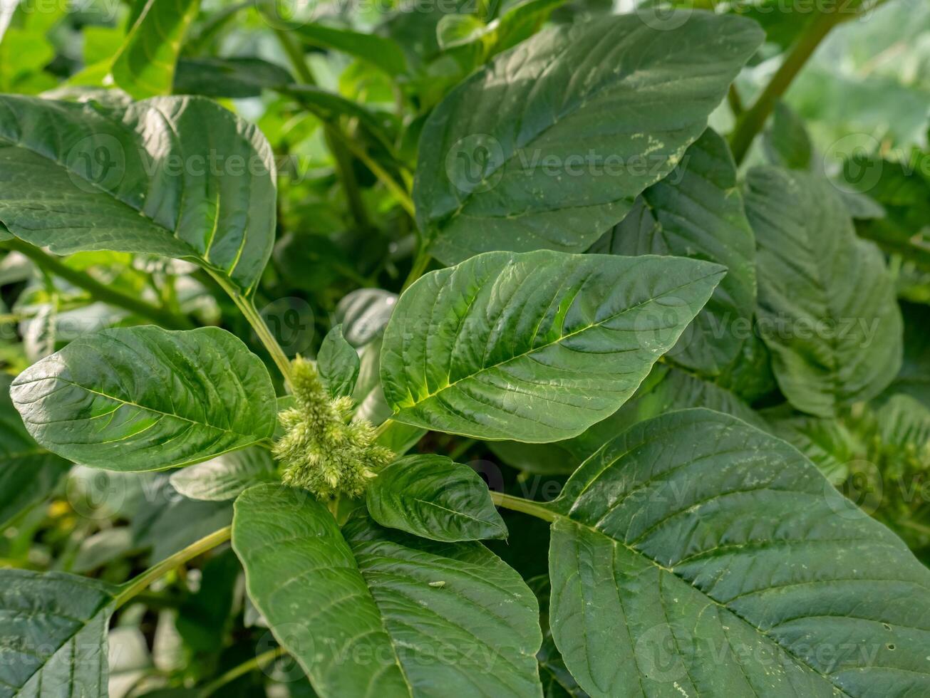 fresco spinaci le foglie pronto per essere raccolto per verdura azione a casa foto