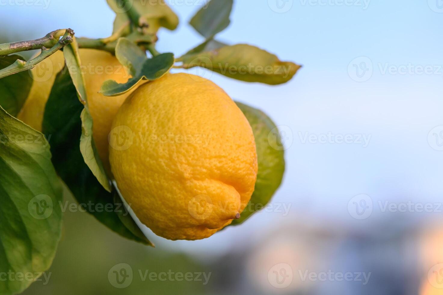 grappoli di fresco giallo maturo limoni su Limone albero rami nel giardino 5 foto