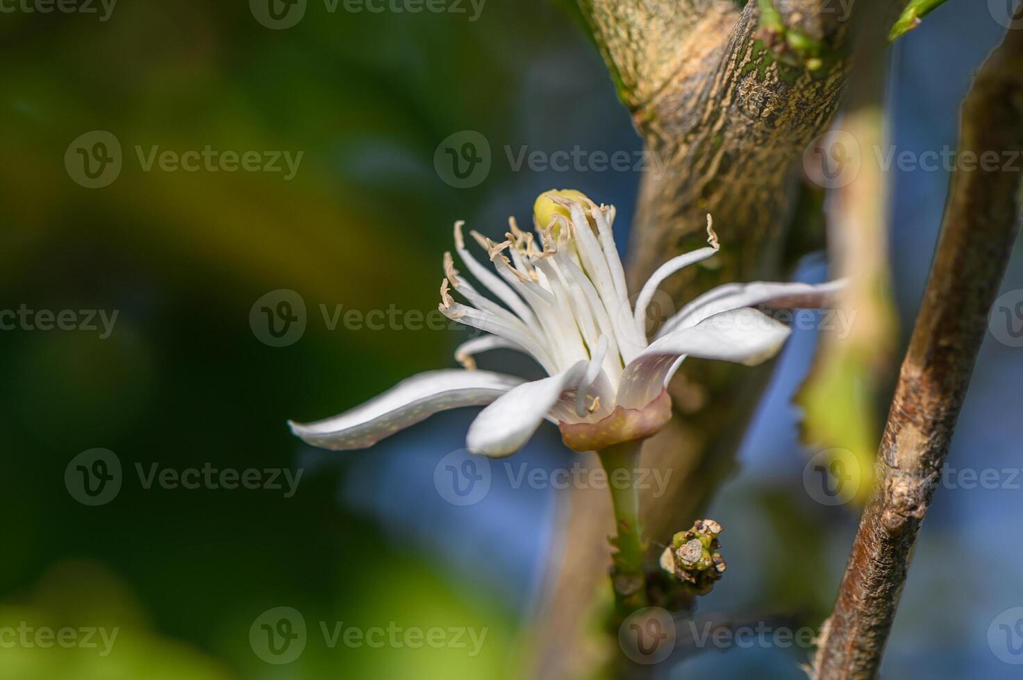 Limone fiori su il albero con sfocato fiori sfondo 1 foto