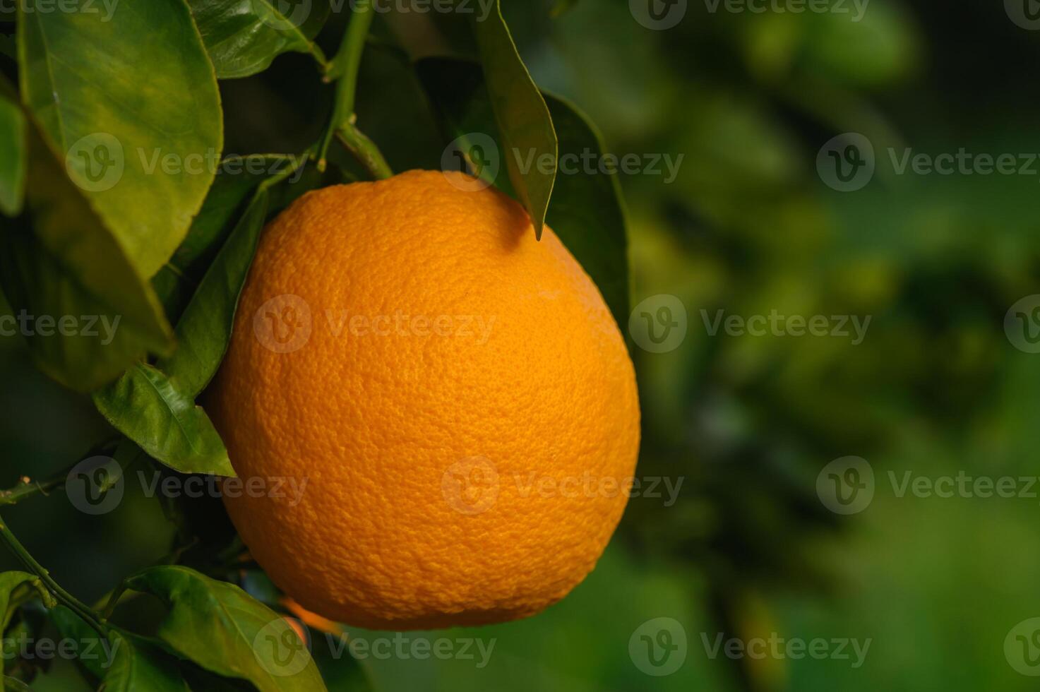 arance orso frutta e fioritura su alberi nel il giardino e nel il di sole raggi 1 foto