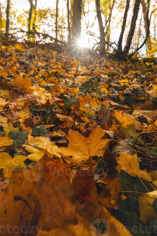colorato autunno foresta nel il brabante legno nazionale parco. colore durante ottobre e novembre nel il belga campagna. il diversità di mozzafiato natura foto