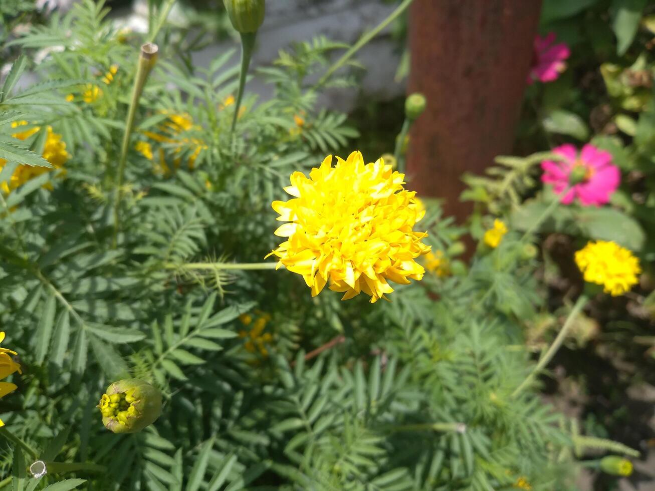 vicino su di bellissimo calendula fiore o tagetes eretta, messicano, azteco o africano calendula, nel il giardino foto