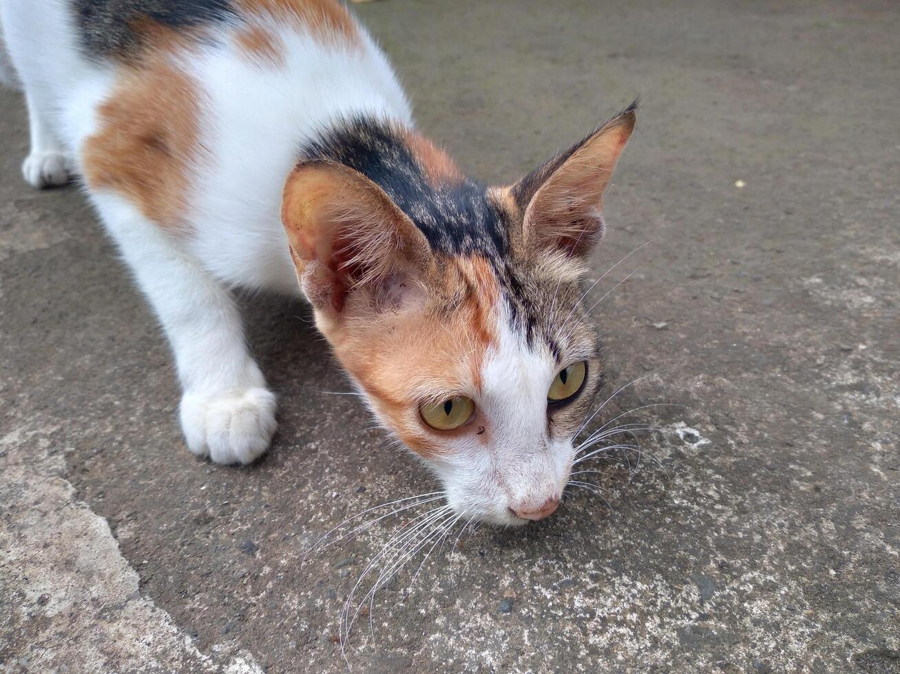 carino gatto guardare il bersaglio foto