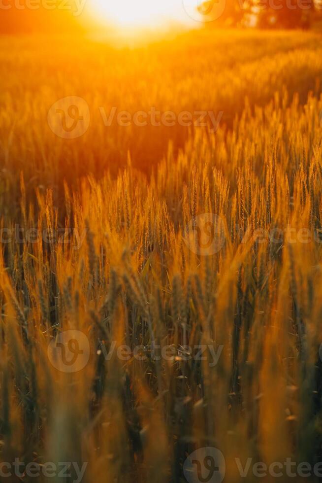 risaia riso campo prima raccogliere con Alba sfondo. foto