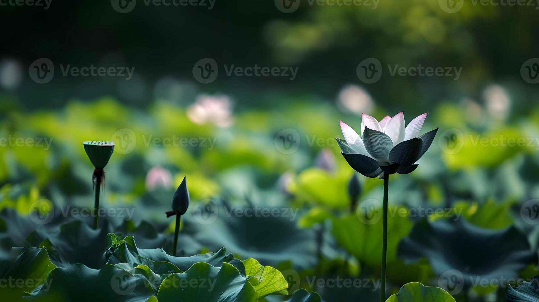 ai generato buio loto fiore nel pieno fioritura con germoglio nel sfondo foto