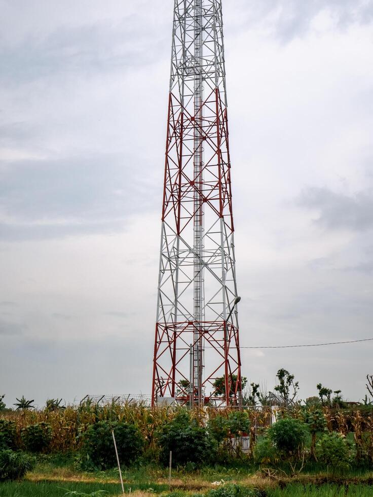 Internet fornitore Rete trasmettitore Torre in piedi nel il mezzo di un' riso campo foto