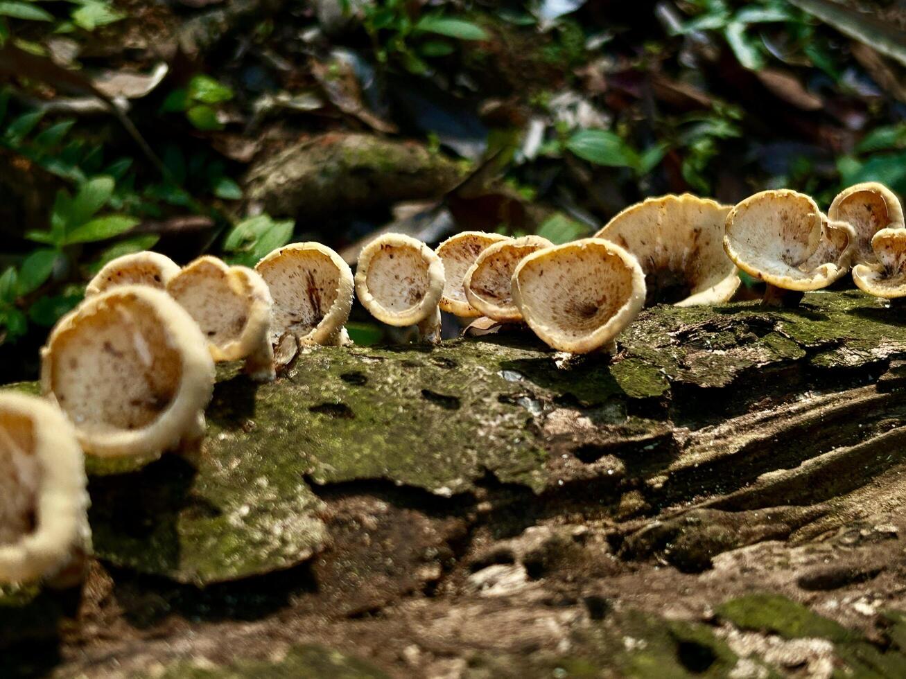 selvaggio funghi in crescita su albero abbaiare nel luce del sole foto