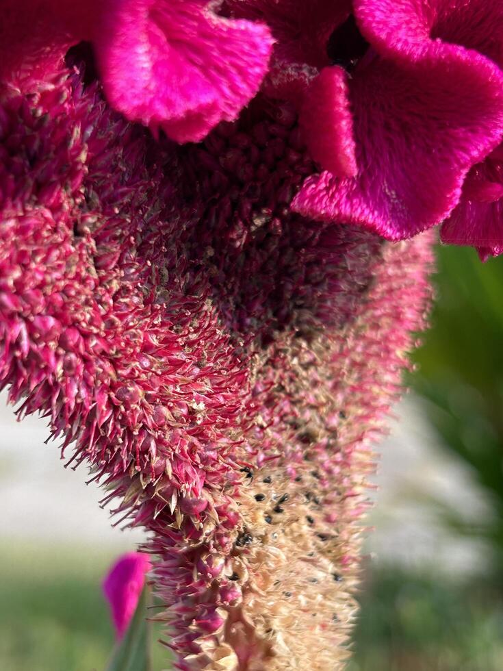 vellutato rosa celosia fiorire nel avvicinamento foto