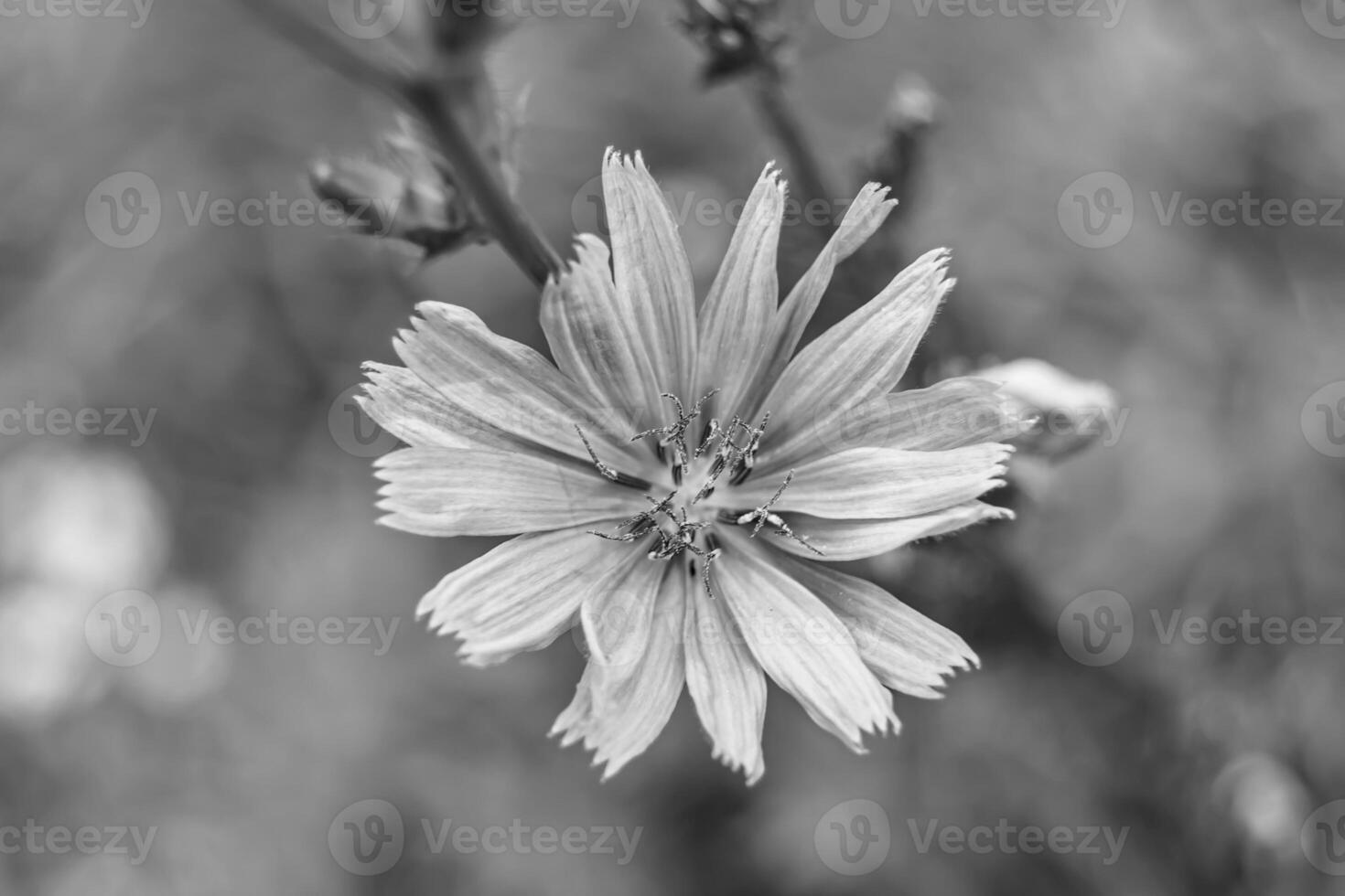 bellezza selvaggio in crescita fiore cicoria ordinario su sfondo prato foto