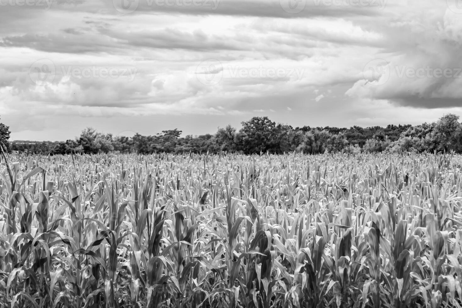 fotografia su tema grande Mais azienda agricola campo per biologico raccogliere foto