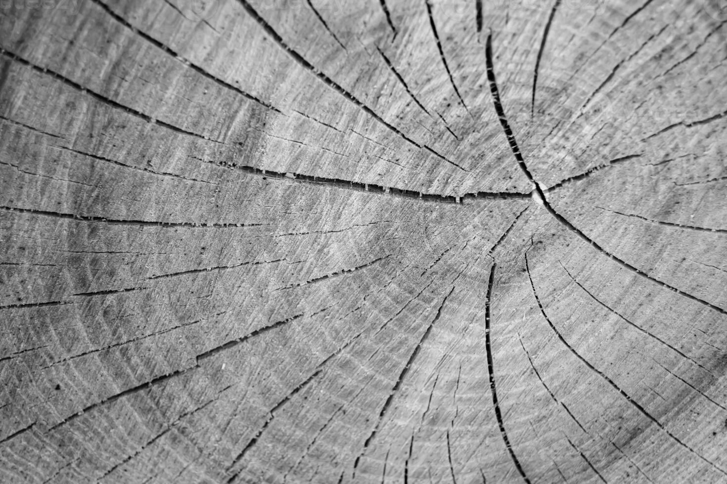 bella frattura di legno vecchia quercia, struttura naturale da vicino foto