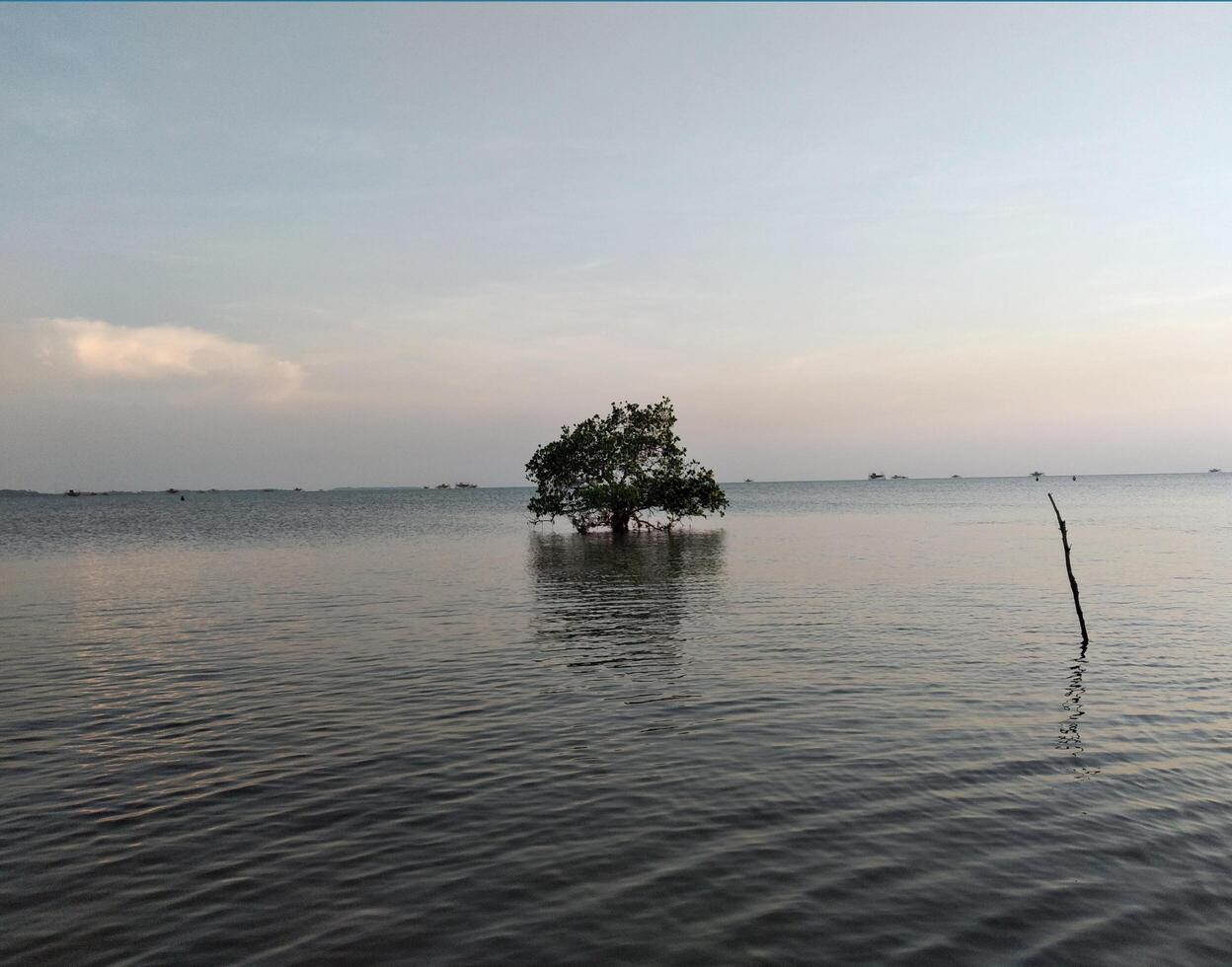 bellissimo tramonto su il mare con albero nel il primo piano, bali foto