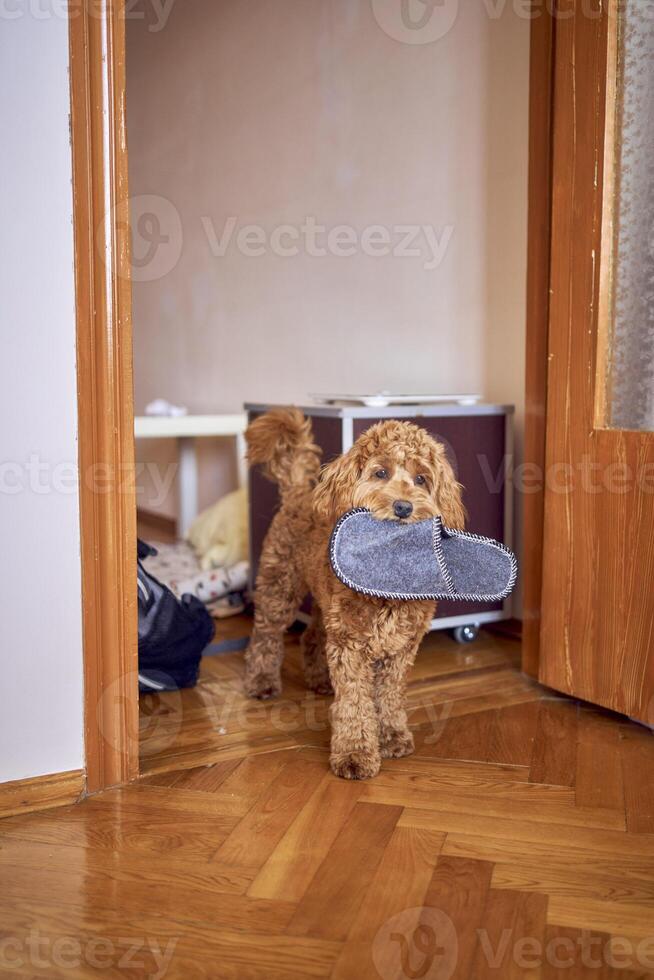 il cockapoo ha rubato il pantofola e passeggiate in giro il Casa con esso foto