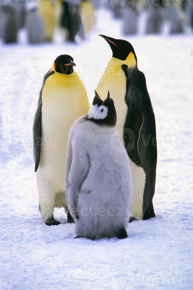 gruppo di imperatore pinguino, aptenodytes forsteri, su ghiaccio floe vicino il Britannico haley antartico stazione, atka baia, weddell mare, Antartide foto