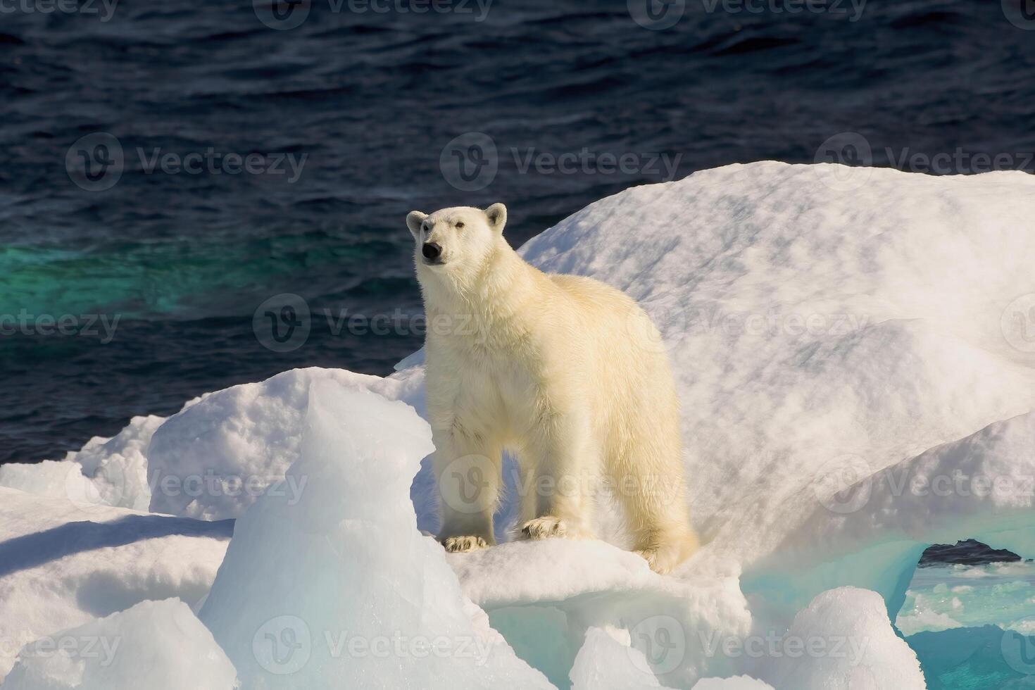 polare orso su galleggiante Ghiaccio, Davis stretto, labrador vedere, labrador, Canada foto