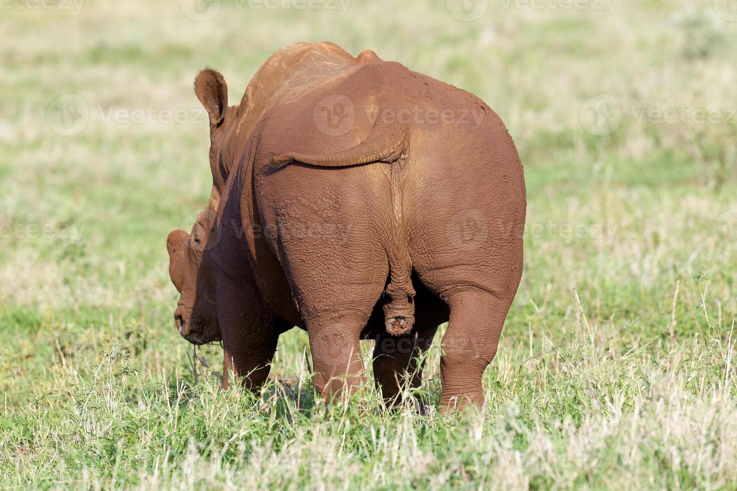 bianca rinoceronte, bianca rinoceronte o a labbro quadrato rinoceronte, ceratotherium davvero, coperto con rosso suolo, kwazulu natale Provincia, Sud Africa foto