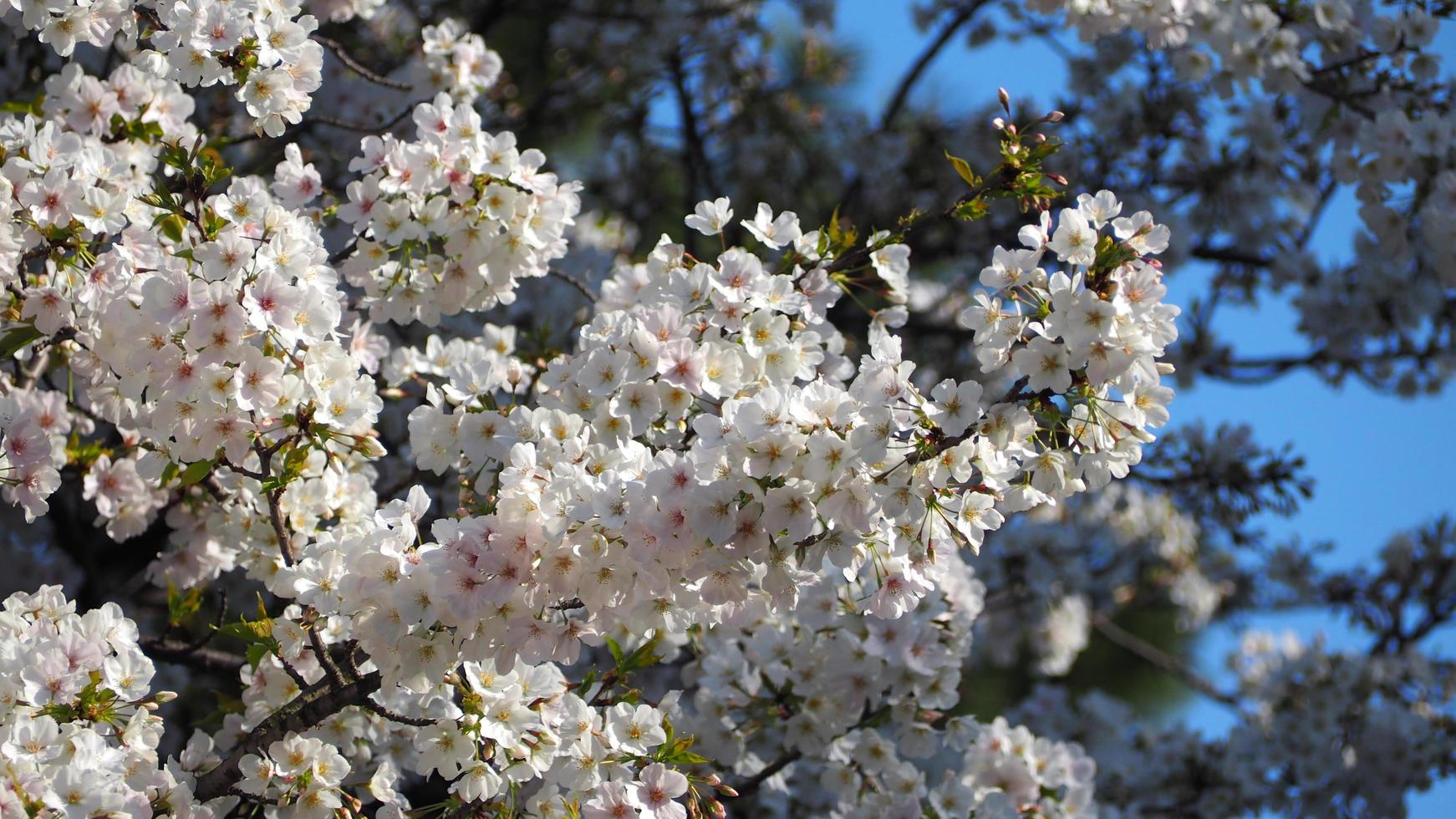 fiori di ciliegio bianchi. alberi di sakura in piena fioritura nel quartiere di meguro tokyo giappone foto