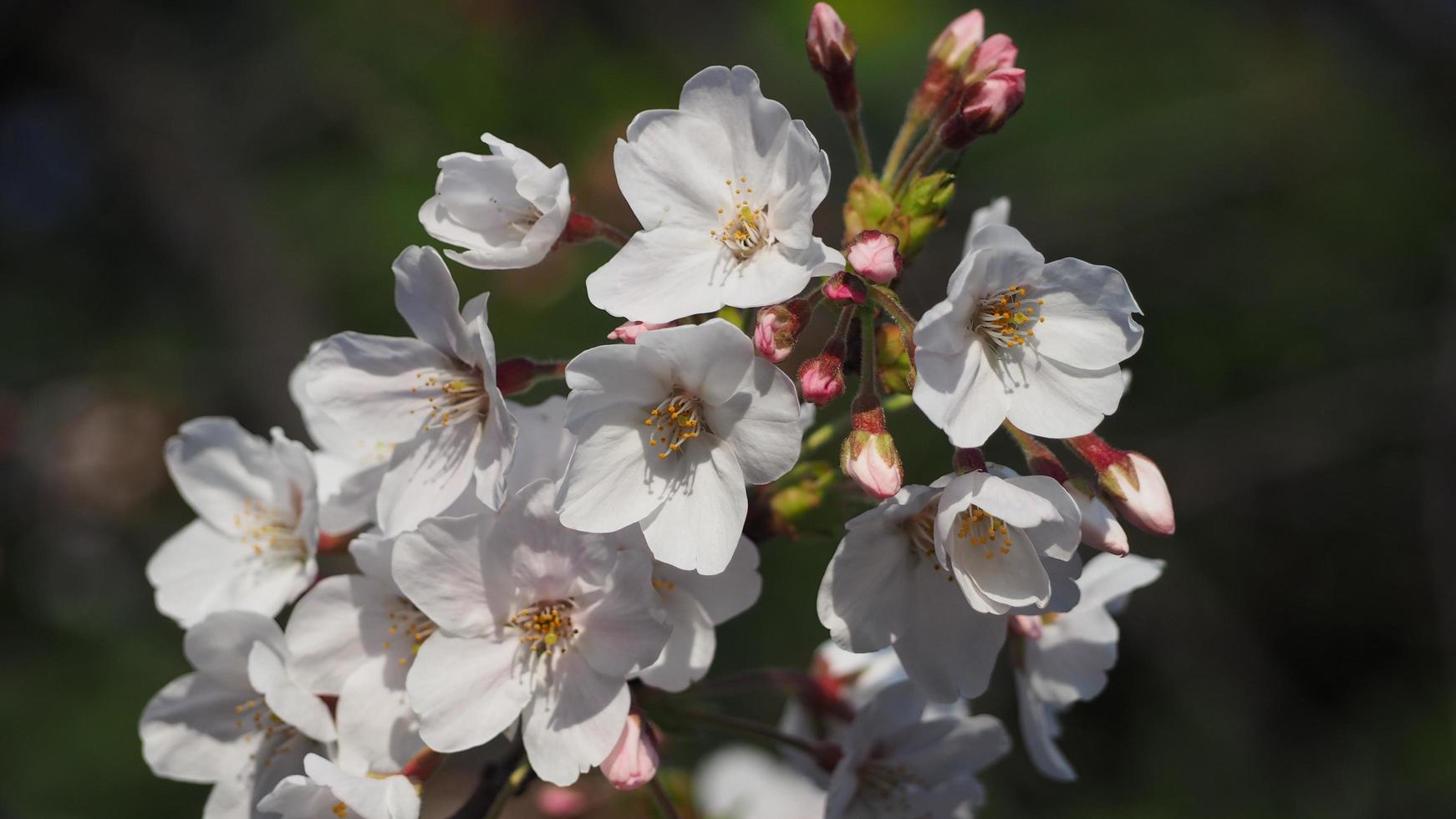 fiori di ciliegio bianchi. alberi di sakura in piena fioritura nel quartiere di meguro tokyo giappone foto