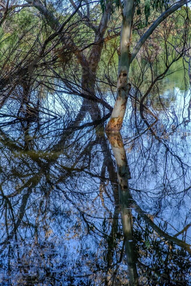 bellissimo riflessi di albero rami e abbaia nel il lago a athalassa foto