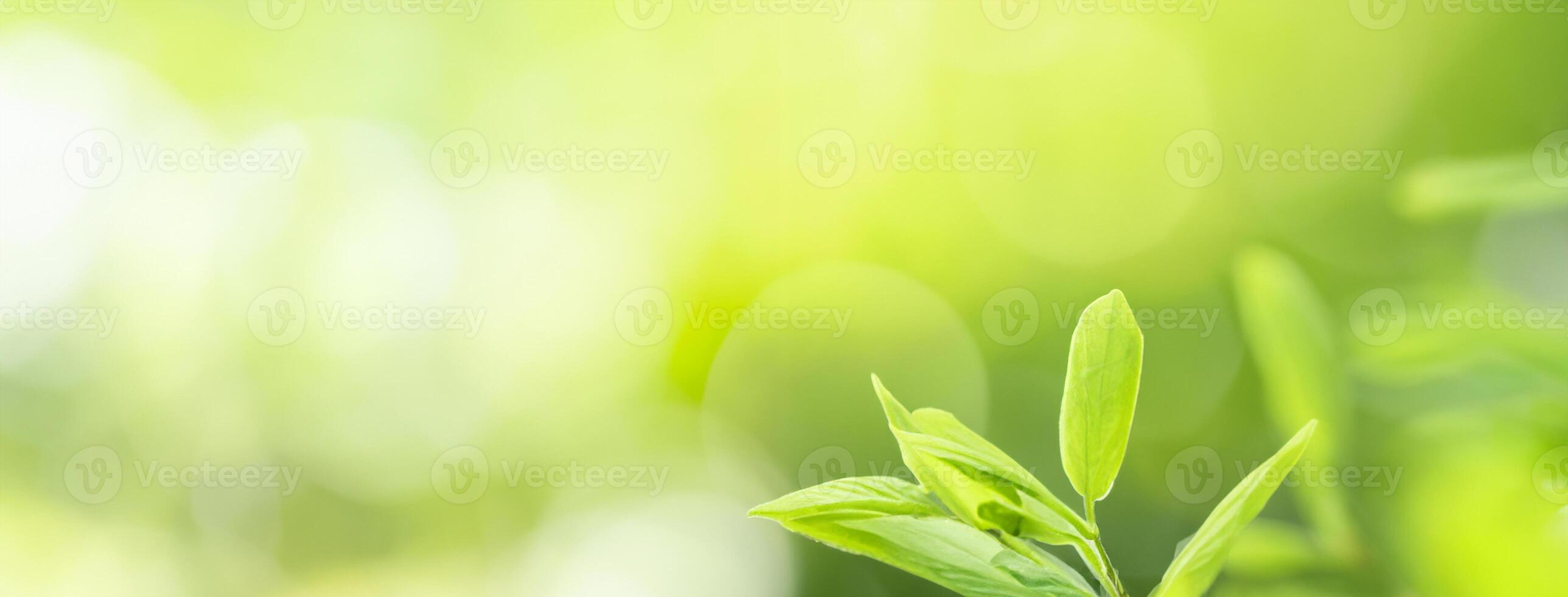 utilizzando come un' sfondo, naturale impianti paesaggio, ecologia sfondo, o copertina concetto, Questo avvicinamento di un' verde foglia nel il illuminata dal sole verdura Caratteristiche bokeh e copia spazio. foto