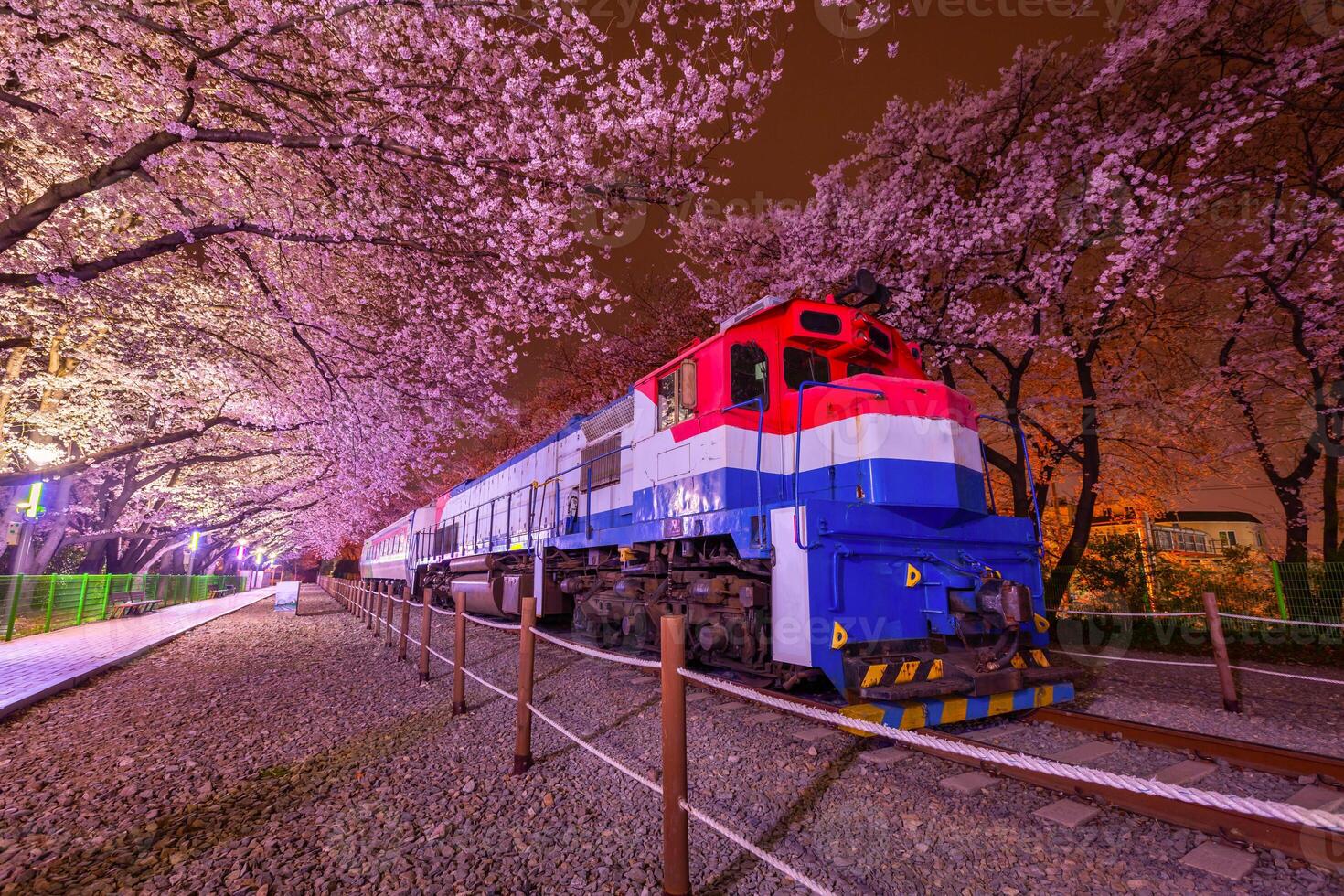 ciliegia fiorire e treno nel primavera a notte esso è un' popolare ciliegia fiorire visualizzazione macchiare, jinhae, Sud Corea. foto