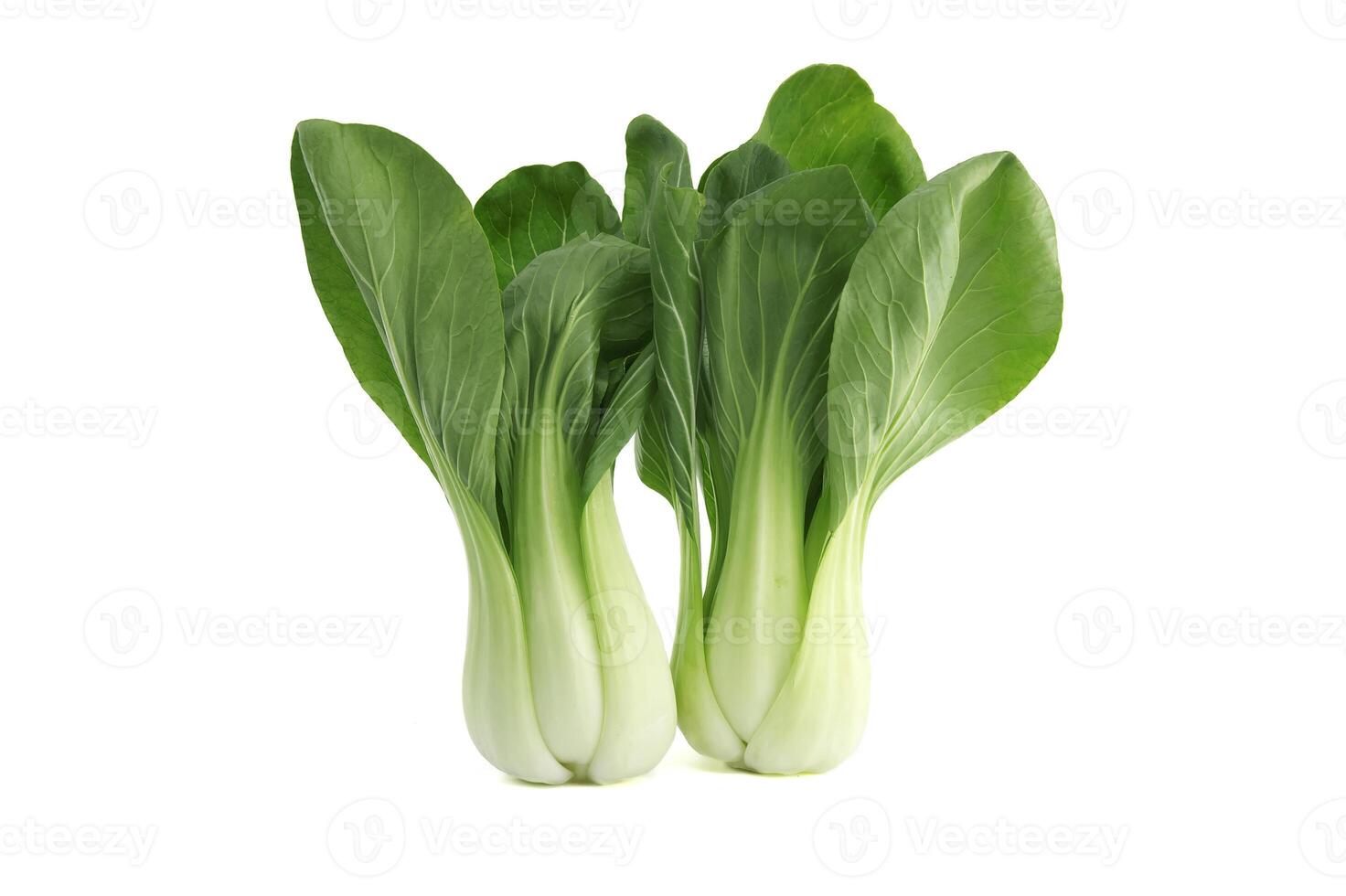 brassica rapa chinensis, chiamato bok choy isolato su bianca foto