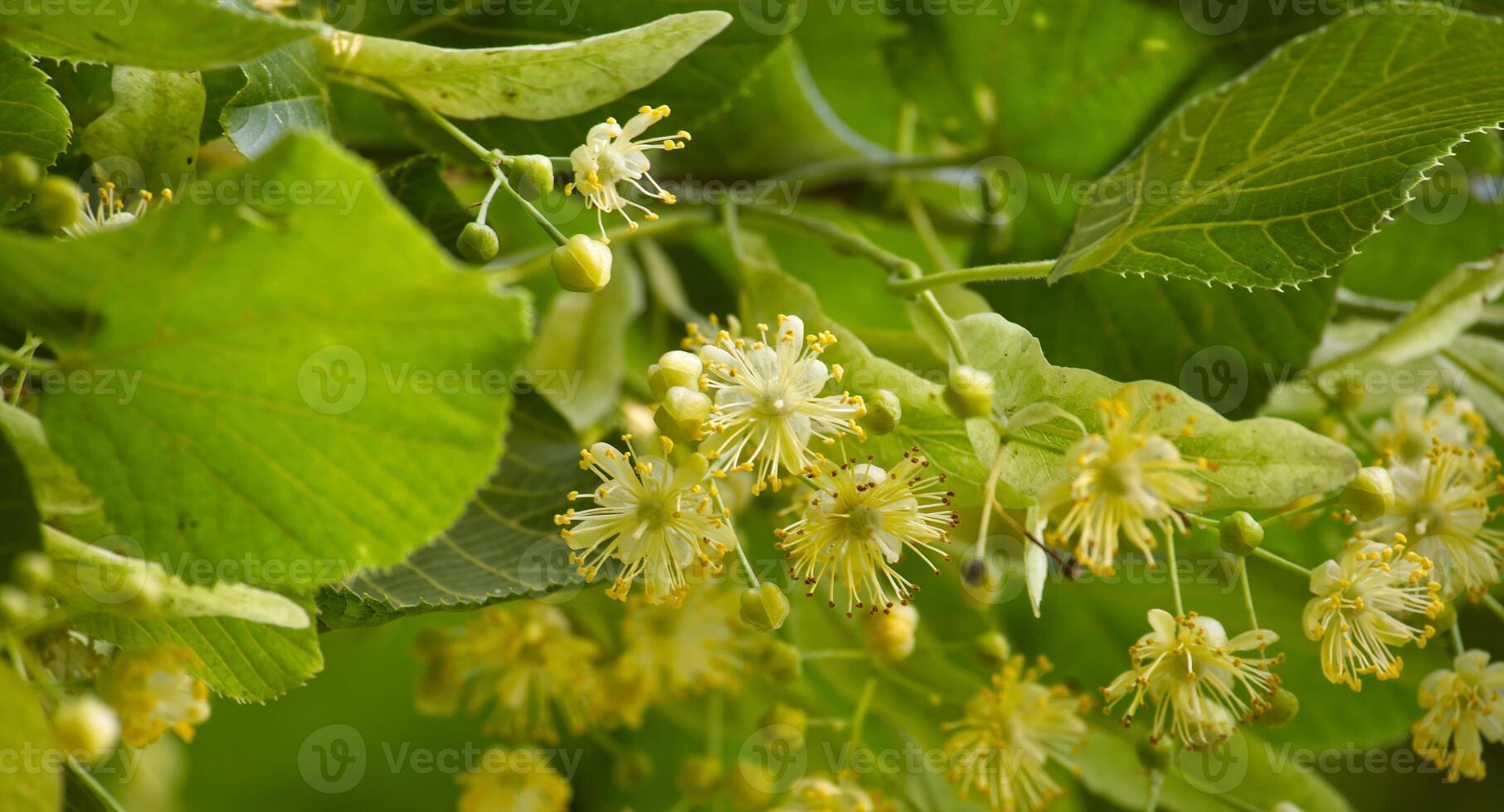 tiglio albero ramo prominente visualizzazione le foglie e fiori foto