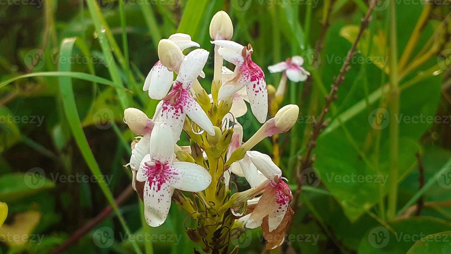 vicino su di bianca fiori o pseudoranthemum foto