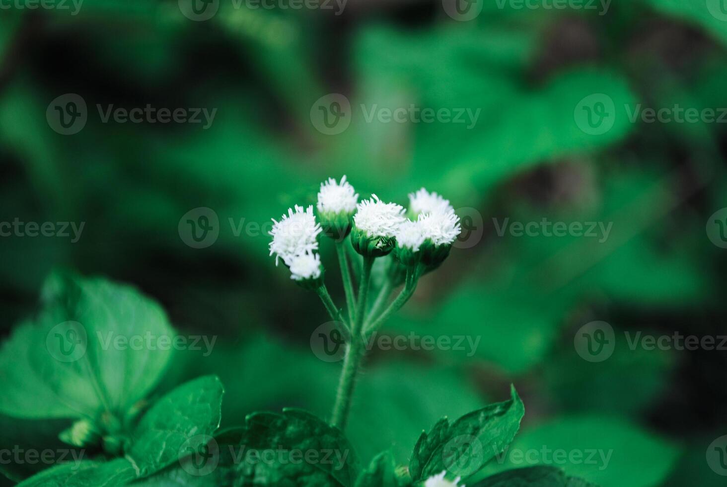 vicino su di bianca fiore o agerato conizoide foto