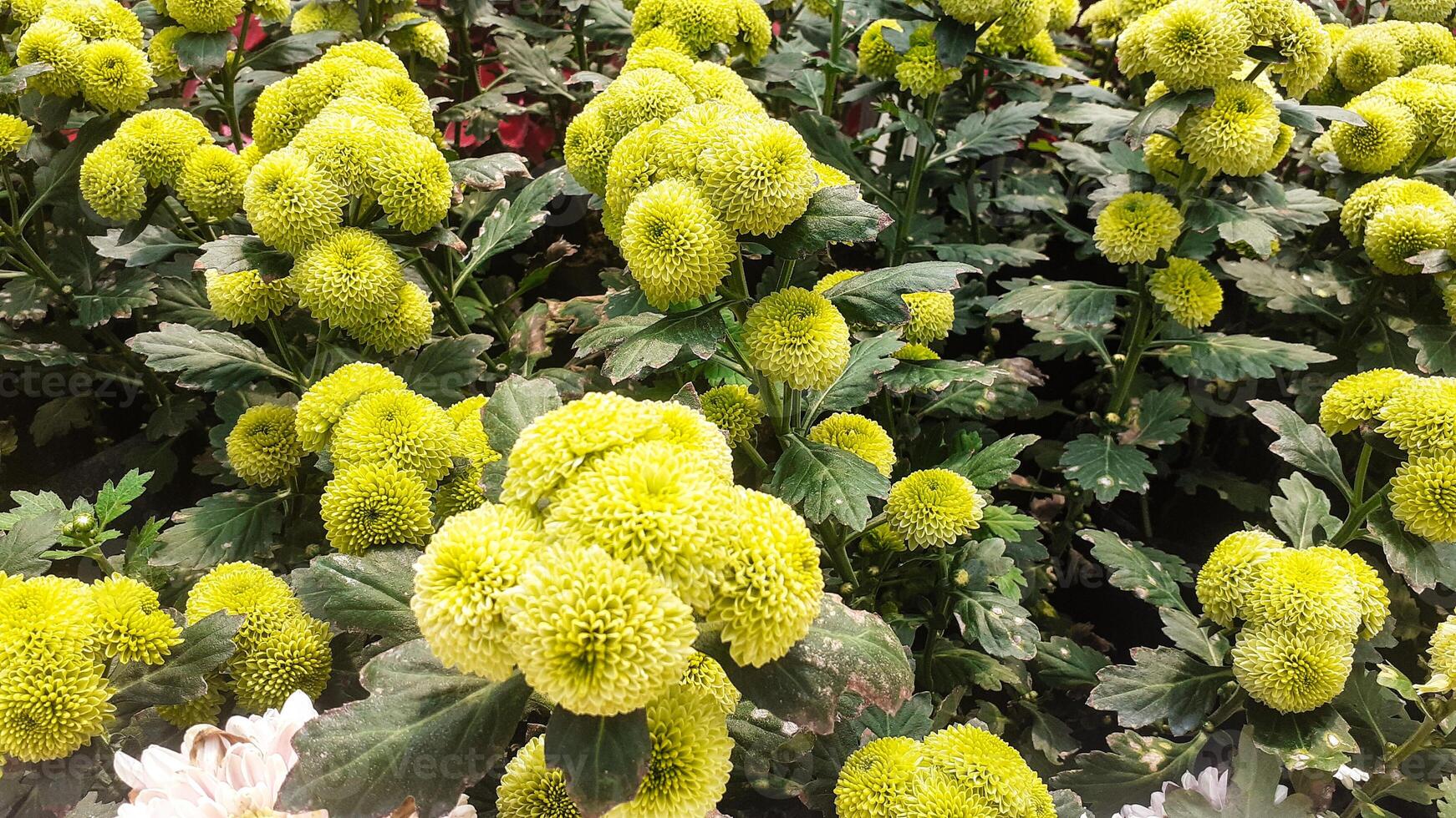 bellissimo ortensia fiori nel il giardino foto