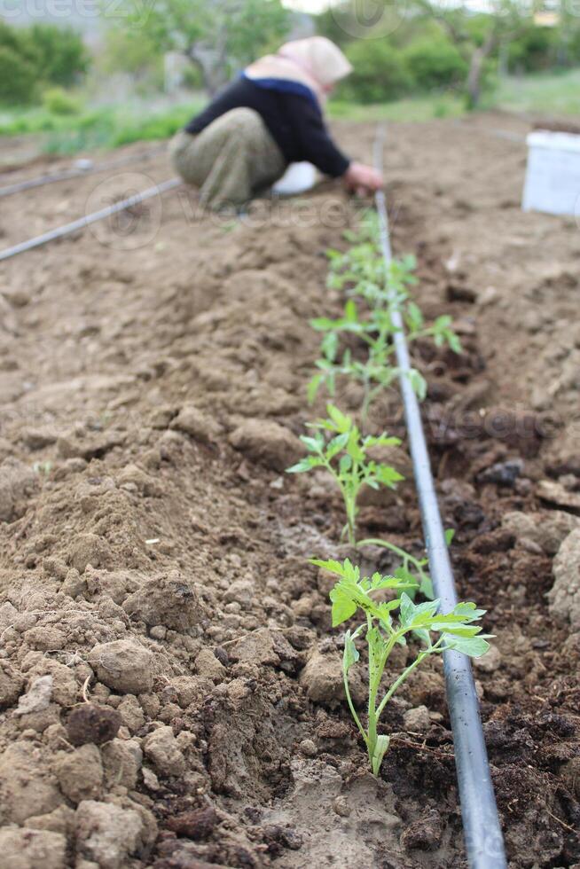 un' donna è piantare un' pomodoro pianta nel un' campo. distillazione sistema nel agricoltura foto
