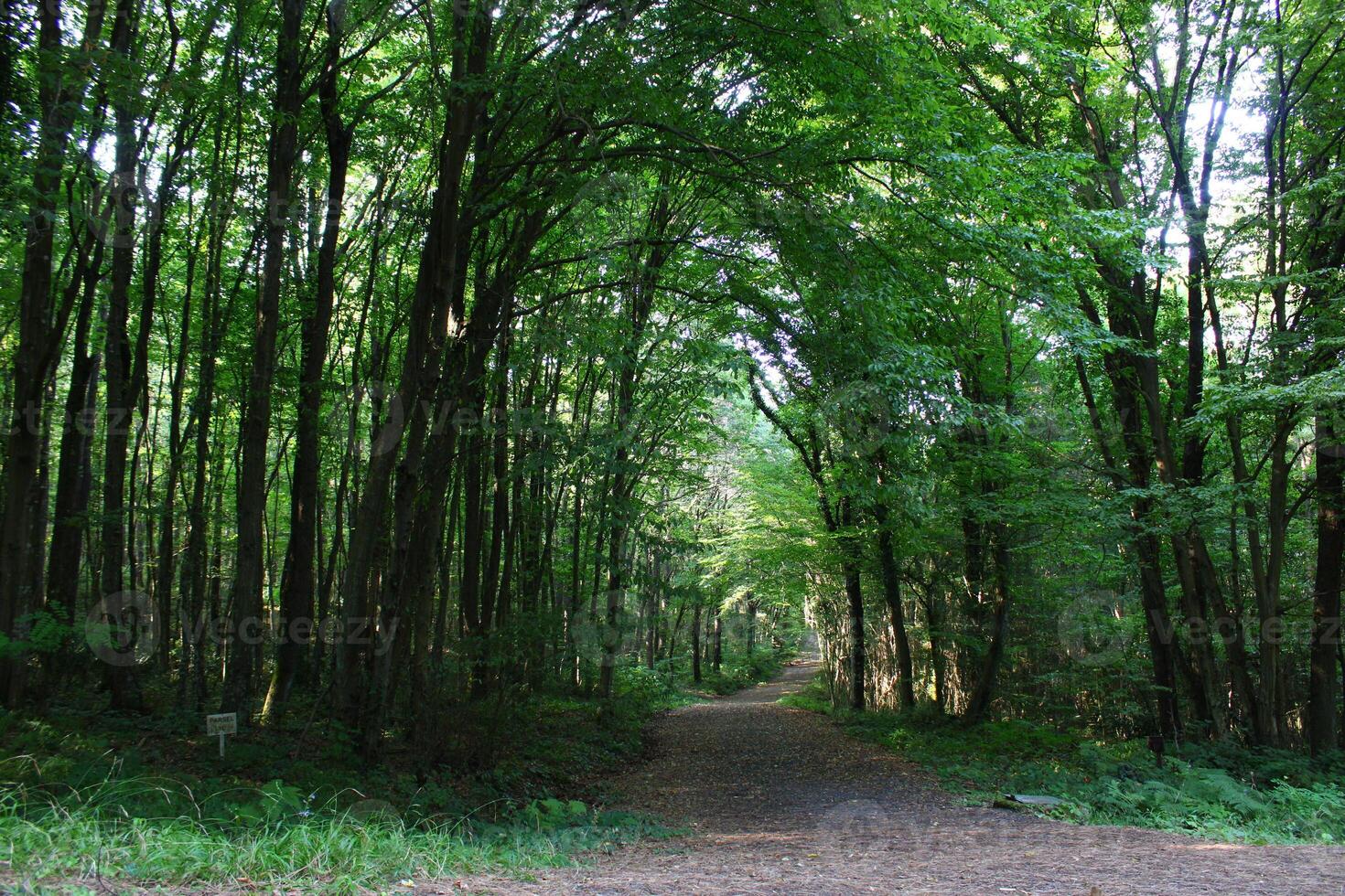 Istanbul belgrado foresta. sporco strada fra pino alberi. endemico pino alberi foto