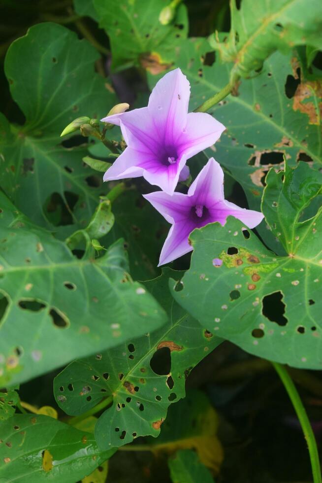 cavolo fiori in crescita in giro il Giardino dietro la casa è veramente bellissimo foto