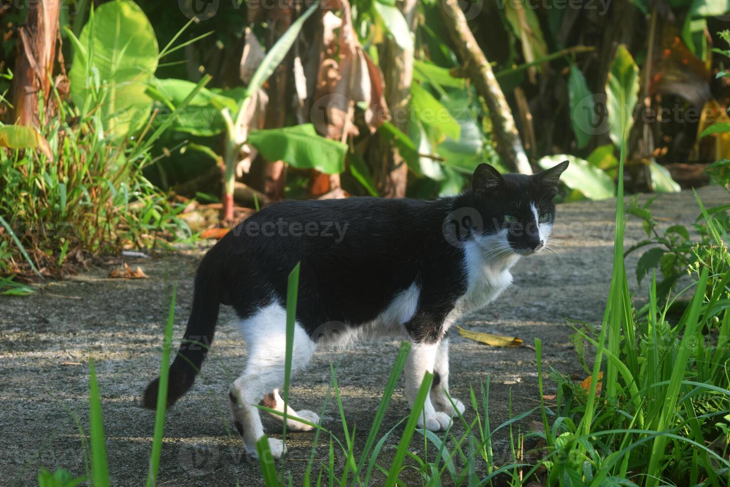 un' nero e bianca animale domestico gatto su un' nazione strada foto