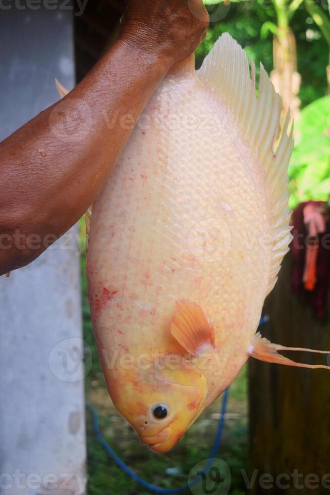 un' abitante del villaggio Spettacoli Tilapia pesce catturato nel un' stagno foto