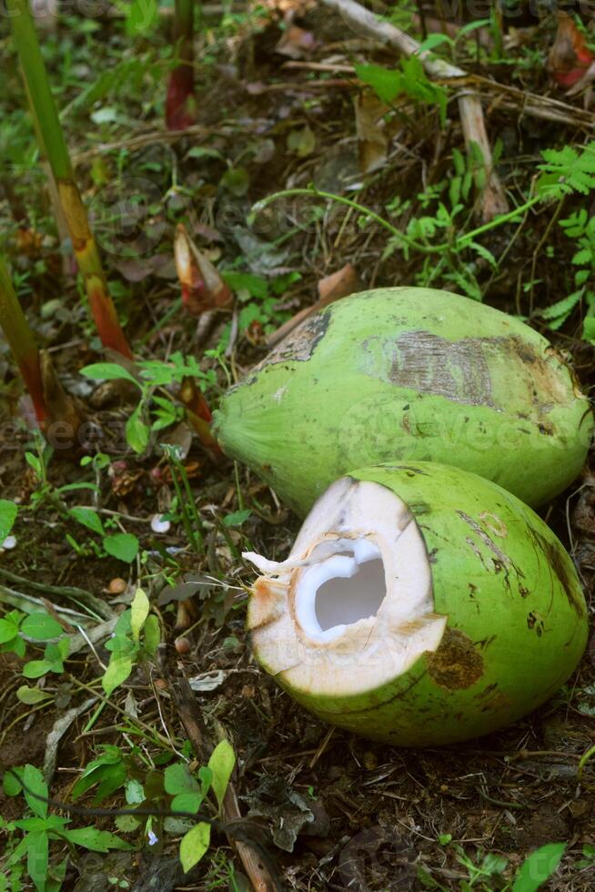 Due giovane pelato verde noci di cocco nel un' giardino foto