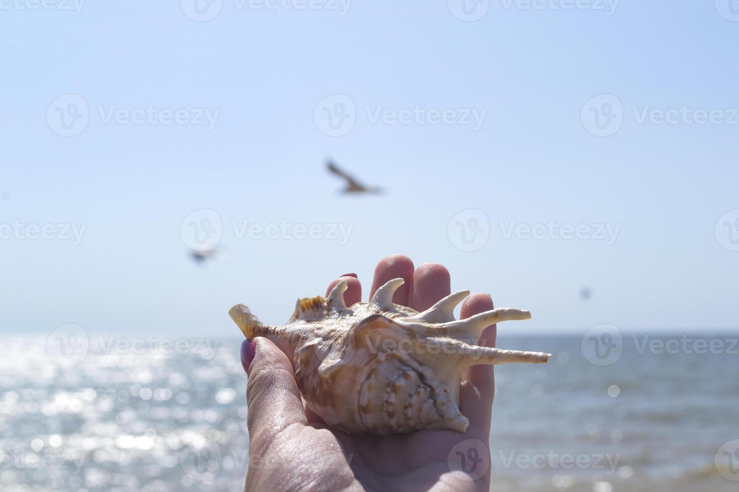 il bellissimo conchiglia nel mano, contro un' blu cielo sfondo. foto