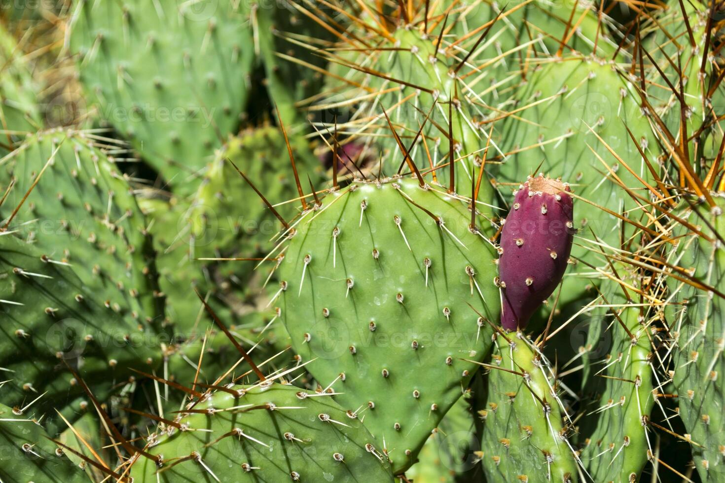 cactus campo vicino su. foto