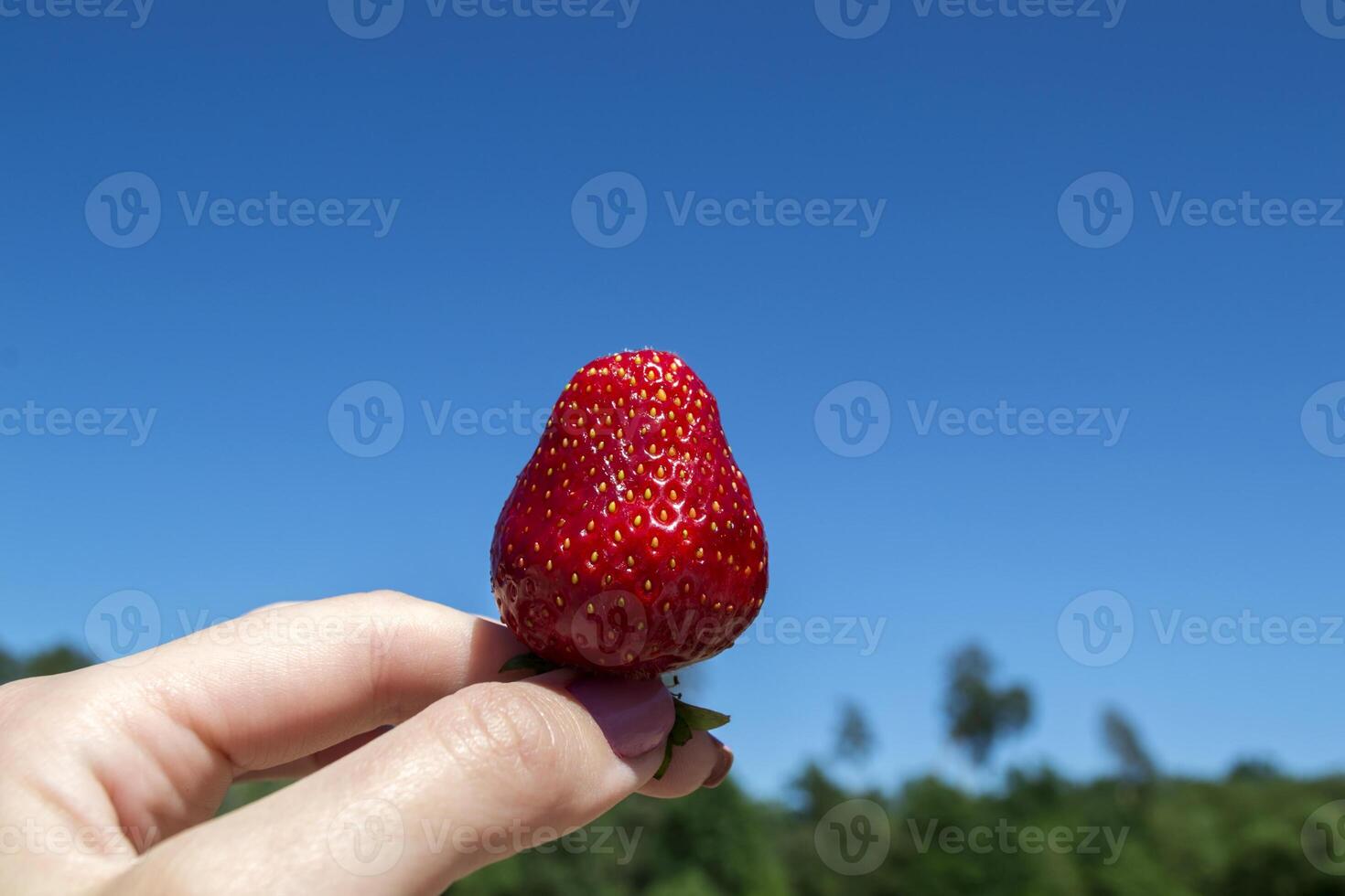 maturo fragola nel donna di mano contro un' blu cielo sfondo. foto