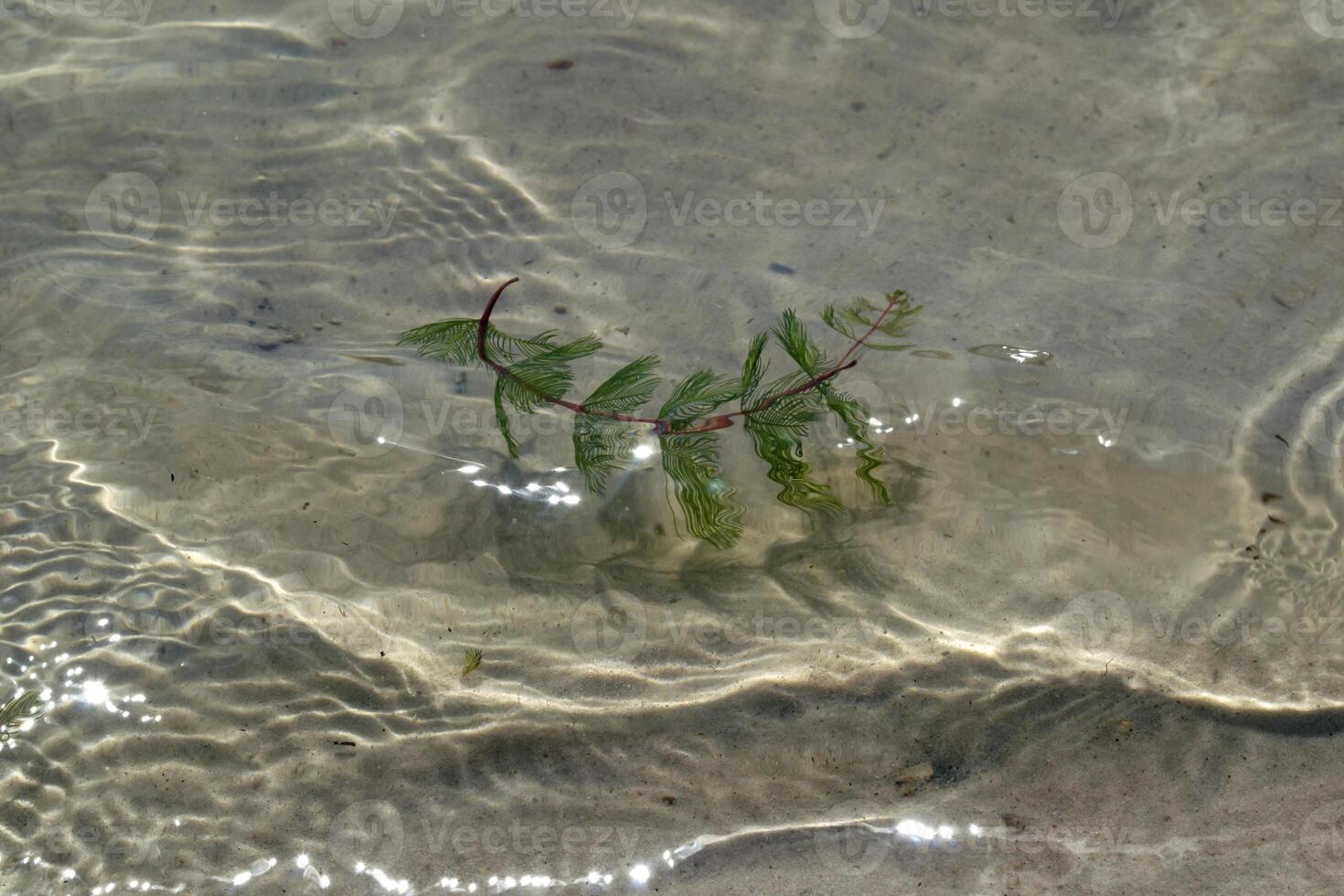 il alga marina sott'acqua, vicino su. foto