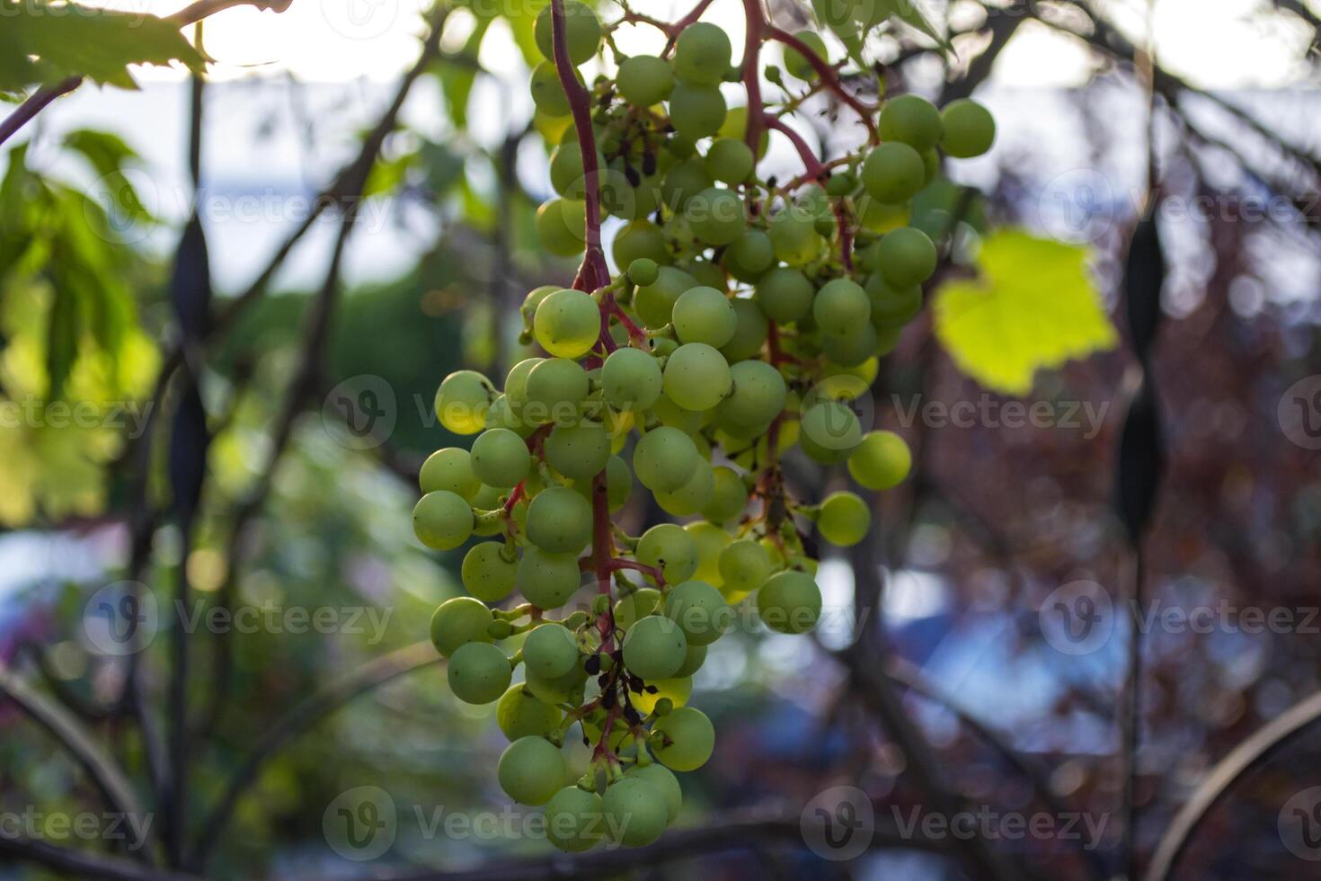 il cluster di uva vicino su. foto