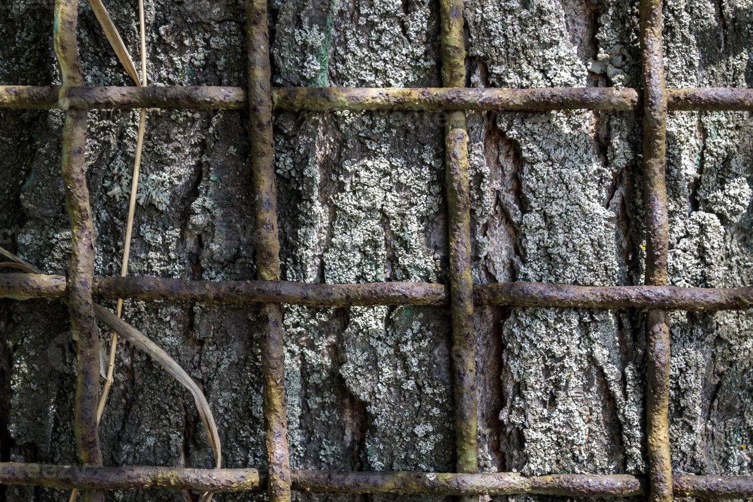 metallo recinto si blocca in il abbaiare di un' albero. foto