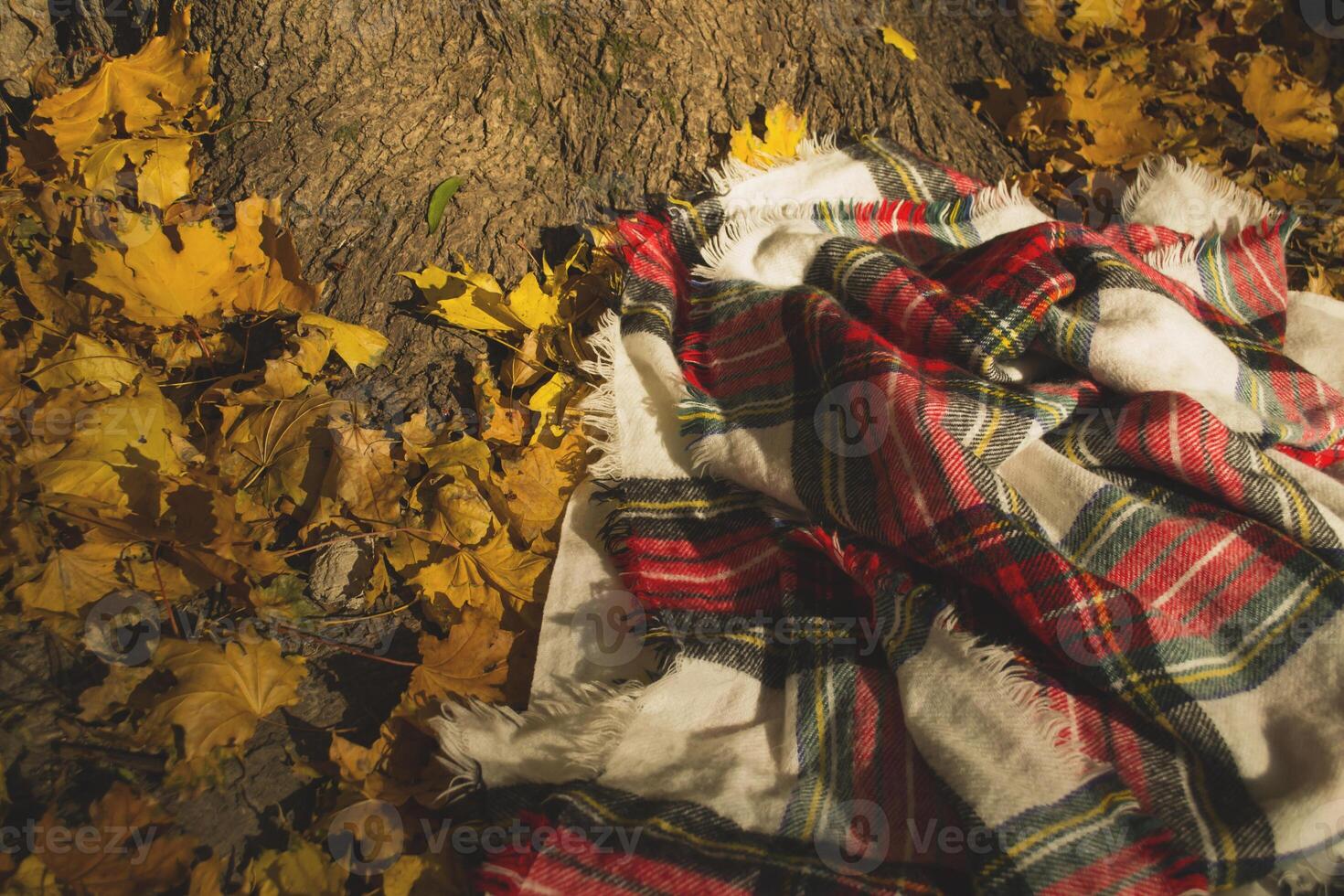 scacchi plaid su il autunno le foglie nel il parco. foto