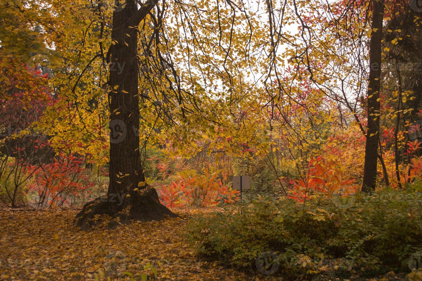 autunno paesaggio nel il parco. foto